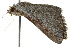  ( - BIOUG02070-A07)  @12 [ ] CreativeCommons - Attribution (2012) CBG Photography Group Centre for Biodiversity Genomics
