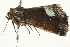  ( - BIOUG02070-B02)  @12 [ ] CreativeCommons - Attribution (2012) CBG Photography Group Centre for Biodiversity Genomics