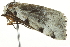  ( - BIOUG02070-C03)  @13 [ ] CreativeCommons - Attribution (2012) CBG Photography Group Centre for Biodiversity Genomics