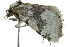  ( - BIOUG02070-C10)  @13 [ ] CreativeCommons - Attribution (2012) CBG Photography Group Centre for Biodiversity Genomics
