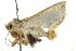  ( - BIOUG02070-D03)  @12 [ ] CreativeCommons - Attribution (2012) CBG Photography Group Centre for Biodiversity Genomics
