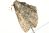  ( - BIOUG02070-D07)  @12 [ ] CreativeCommons - Attribution (2012) CBG Photography Group Centre for Biodiversity Genomics