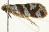  (Ceromitia wahlbergi - BIOUG02070-E01)  @13 [ ] CreativeCommons - Attribution (2012) CBG Photography Group Centre for Biodiversity Genomics