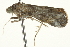  (Pseudomicrodes - BIOUG02070-E11)  @13 [ ] CreativeCommons - Attribution (2012) CBG Photography Group Centre for Biodiversity Genomics