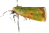  ( - BIOUG02070-G02)  @13 [ ] CreativeCommons - Attribution (2012) CBG Photography Group Centre for Biodiversity Genomics