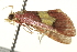  (Bostra xanthorhodalis - BIOUG02070-G10)  @12 [ ] CreativeCommons - Attribution (2012) CBG Photography Group Centre for Biodiversity Genomics