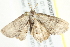  ( - BIOUG02072-B10)  @12 [ ] CreativeCommons - Attribution (2012) CBG Photography Group Centre for Biodiversity Genomics