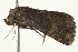  (Eublemma nigrivitta - BIOUG02072-D07)  @12 [ ] CreativeCommons - Attribution (2012) CBG Photography Group Centre for Biodiversity Genomics
