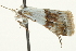  ( - BIOUG02072-F04)  @12 [ ] CreativeCommons - Attribution (2012) CBG Photography Group Centre for Biodiversity Genomics