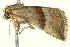  ( - BIOUG02072-F11)  @12 [ ] CreativeCommons - Attribution (2012) CBG Photography Group Centre for Biodiversity Genomics