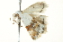  ( - BIOUG02072-G05)  @12 [ ] CreativeCommons - Attribution (2012) CBG Photography Group Centre for Biodiversity Genomics