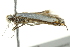  ( - BIOUG02072-G07)  @12 [ ] CreativeCommons - Attribution (2012) CBG Photography Group Centre for Biodiversity Genomics