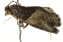  ( - BIOUG02073-B05)  @12 [ ] CreativeCommons - Attribution (2012) CBG Photography Group Centre for Biodiversity Genomics