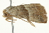  ( - BIOUG02073-C11)  @12 [ ] CreativeCommons - Attribution (2012) CBG Photography Group Centre for Biodiversity Genomics