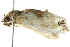  ( - BIOUG02073-C12)  @12 [ ] CreativeCommons - Attribution (2012) CBG Photography Group Centre for Biodiversity Genomics