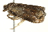  ( - BIOUG02073-G07)  @12 [ ] CreativeCommons - Attribution (2012) CBG Photography Group Centre for Biodiversity Genomics