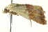  ( - BIOUG02074-B08)  @12 [ ] CreativeCommons - Attribution (2012) CBG Photography Group Centre for Biodiversity Genomics