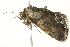  ( - BIOUG02074-D11)  @12 [ ] CreativeCommons - Attribution (2012) CBG Photography Group Centre for Biodiversity Genomics