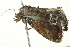  ( - BIOUG02074-E06)  @12 [ ] CreativeCommons - Attribution (2012) CBG Photography Group Centre for Biodiversity Genomics