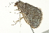  ( - BIOUG02074-G01)  @13 [ ] CreativeCommons - Attribution (2012) CBG Photography Group Centre for Biodiversity Genomics