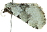 ( - BIOUG02074-G07)  @13 [ ] CreativeCommons - Attribution (2012) CBG Photography Group Centre for Biodiversity Genomics
