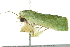  ( - BIOUG02074-H07)  @13 [ ] CreativeCommons - Attribution (2012) CBG Photography Group Centre for Biodiversity Genomics