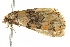  ( - BIOUG02075-C10)  @12 [ ] CreativeCommons - Attribution (2012) CBG Photography Group Centre for Biodiversity Genomics