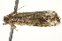  ( - BIOUG02075-D01)  @12 [ ] CreativeCommons - Attribution (2012) CBG Photography Group Centre for Biodiversity Genomics