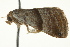  ( - BIOUG02075-E02)  @12 [ ] CreativeCommons - Attribution (2012) CBG Photography Group Centre for Biodiversity Genomics