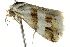  ( - BIOUG02075-G03)  @12 [ ] CreativeCommons - Attribution (2012) CBG Photography Group Centre for Biodiversity Genomics
