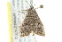  (Eublemma albivena - BIOUG02076-B06)  @13 [ ] CreativeCommons - Attribution (2012) CBG Photography Group Centre for Biodiversity Genomics