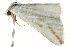  ( - BIOUG02076-E07)  @12 [ ] CreativeCommons - Attribution (2012) CBG Photography Group Centre for Biodiversity Genomics