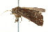 ( - BIOUG02076-F07)  @12 [ ] CreativeCommons - Attribution (2012) CBG Photography Group Centre for Biodiversity Genomics