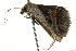  ( - BIOUG02076-F09)  @12 [ ] CreativeCommons - Attribution (2012) CBG Photography Group Centre for Biodiversity Genomics