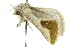  (Eublemma cf. reducta - BIOUG02076-G01)  @13 [ ] CreativeCommons - Attribution (2012) CBG Photography Group Centre for Biodiversity Genomics