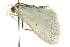  ( - BIOUG02076-G11)  @12 [ ] CreativeCommons - Attribution (2012) CBG Photography Group Centre for Biodiversity Genomics