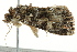  ( - BIOUG02078-A04)  @12 [ ] CreativeCommons - Attribution (2012) CBG Photography Group Centre for Biodiversity Genomics