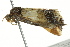  ( - BIOUG02078-A10)  @12 [ ] CreativeCommons - Attribution (2012) CBG Photography Group Centre for Biodiversity Genomics