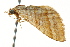  (Mimoclystia BOLD:ABW0706 - BIOUG02078-B03)  @12 [ ] CreativeCommons - Attribution (2012) CBG Photography Group Centre for Biodiversity Genomics