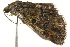  ( - BIOUG02078-B04)  @12 [ ] CreativeCommons - Attribution (2012) CBG Photography Group Centre for Biodiversity Genomics