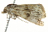  ( - BIOUG02078-B07)  @12 [ ] CreativeCommons - Attribution (2012) CBG Photography Group Centre for Biodiversity Genomics