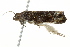  ( - BIOUG02078-B09)  @12 [ ] CreativeCommons - Attribution (2012) CBG Photography Group Centre for Biodiversity Genomics