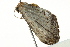  ( - BIOUG02078-B12)  @12 [ ] CreativeCommons - Attribution (2012) CBG Photography Group Centre for Biodiversity Genomics