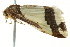  ( - BIOUG02078-C10)  @12 [ ] CreativeCommons - Attribution (2012) CBG Photography Group Centre for Biodiversity Genomics