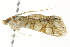  ( - BIOUG02078-D02)  @12 [ ] CreativeCommons - Attribution (2012) CBG Photography Group Centre for Biodiversity Genomics