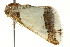  ( - BIOUG02078-D09)  @12 [ ] CreativeCommons - Attribution (2012) CBG Photography Group Centre for Biodiversity Genomics