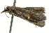  ( - BIOUG02078-F11)  @12 [ ] CreativeCommons - Attribution (2012) CBG Photography Group Centre for Biodiversity Genomics