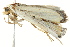  (Eublemma foedosa - BIOUG02078-G01)  @12 [ ] CreativeCommons - Attribution (2012) CBG Photography Group Centre for Biodiversity Genomics