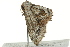  ( - BIOUG02078-H01)  @12 [ ] CreativeCommons - Attribution (2012) CBG Photography Group Centre for Biodiversity Genomics
