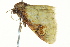  (Lophocyttarra - BIOUG02078-H05)  @12 [ ] CreativeCommons - Attribution (2012) CBG Photography Group Centre for Biodiversity Genomics